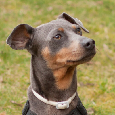 Pacito, Pinscher-Mix - Rüde