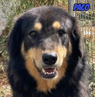 Paco, Mischling - Rüde