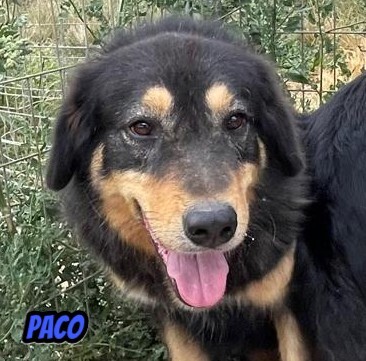 Paco, Mischling - Rüde