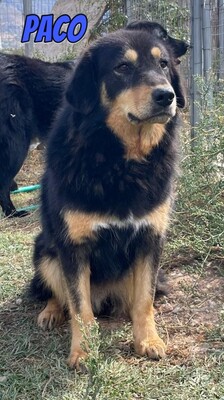 Paco, Mischling - Rüde