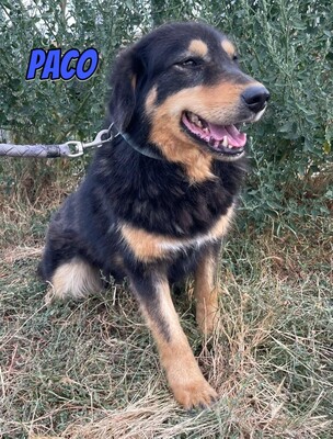 Paco, Mischling - Rüde