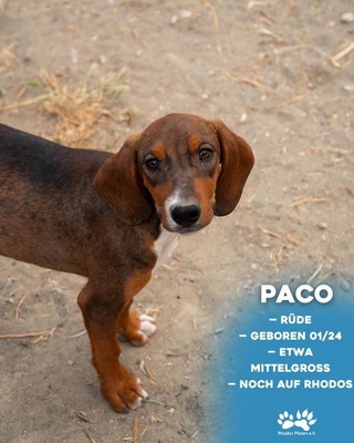 Paco, Mischling Welpen - Rüde