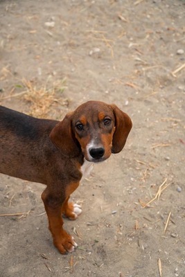 Paco, Mischling Welpen - Rüde