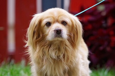 Paco, PekinesenMix - Rüde