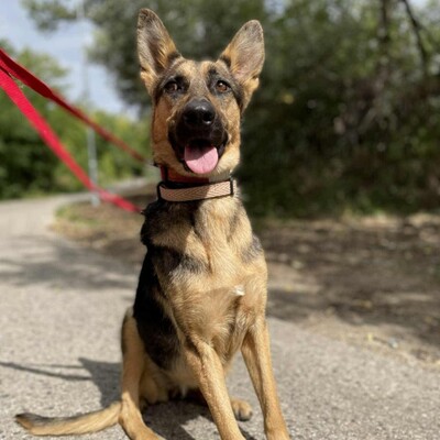 🌺Pakuna Deutsche Schäferhund Mischlingshündin ist sehr klug und lernt sehr schnell, läuft brav an der Leine +liebt andere Hunde❤️, Deutsche Schäferhund Mischlingshündin - Hündin