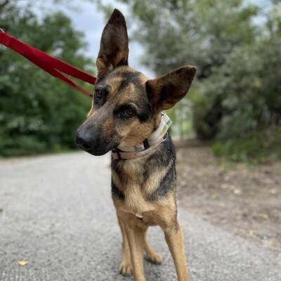 🌺Pakuna Deutsche Schäferhund Mischlingshündin ist sehr klug und lernt sehr schnell, läuft brav an der Leine +liebt andere Hunde❤️, Deutsche Schäferhund Mischlingshündin - Hündin