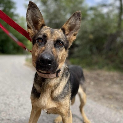 🌺Pakuna Deutsche Schäferhund Mischlingshündin ist sehr klug und lernt sehr schnell, läuft brav an der Leine +liebt andere Hunde❤️, Deutsche Schäferhund Mischlingshündin - Hündin
