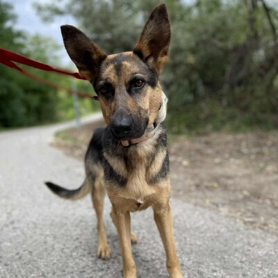 🌺Pakuna Deutsche Schäferhund Mischlingshündin ist sehr klug und lernt sehr schnell, läuft brav an der Leine +liebt andere Hunde❤️, Deutsche Schäferhund Mischlingshündin - Hündin