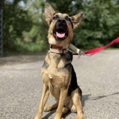 🌺Pakuna Deutsche Schäferhund Mischlingshündin ist sehr klug und lernt sehr schnell, läuft brav an der Leine +liebt andere Hunde❤️, Deutsche Schäferhund Mischlingshündin - Hündin
