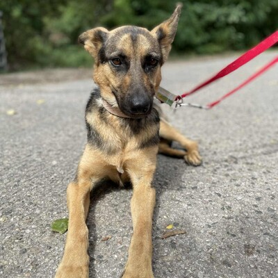 🌺Pakuna Deutsche Schäferhund Mischlingshündin ist sehr klug und lernt sehr schnell, läuft brav an der Leine +liebt andere Hunde❤️, Deutsche Schäferhund Mischlingshündin - Hündin