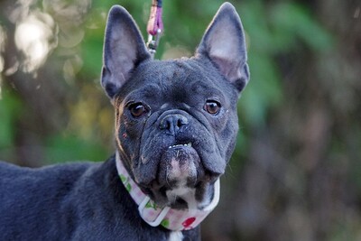 Palatka, Bulldog - Hündin