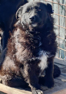 Palichitza wünscht sich ein Teil IHRER Familie zu sein, Mischling - Hündin