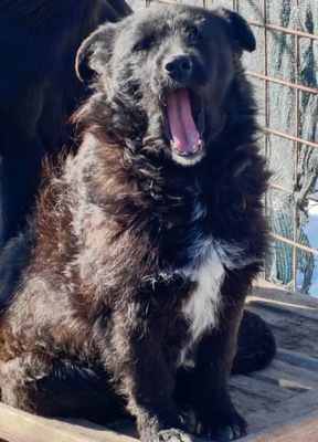 Palichitza wünscht sich ein Teil IHRER Familie zu sein, Mischling - Hündin