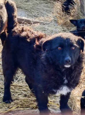 Palichitza wünscht sich ein Teil IHRER Familie zu sein, Mischling - Hündin