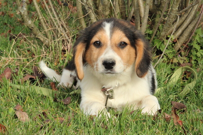 Palimo, Mischling Welpen - Rüde