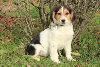 Palimo, Mischling Welpen - Rüde