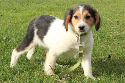 Palimo, Mischling Welpen - Rüde