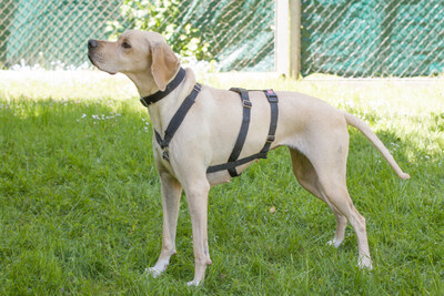 Paloa, Pointer - Rüde