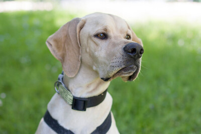 Paloa, Pointer - Rüde