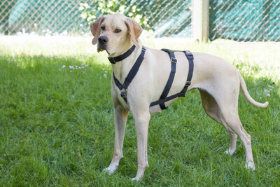 Paloa, Pointer - Rüde