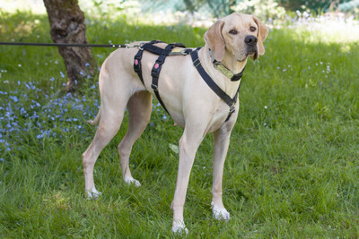 Paloa, Pointer - Rüde