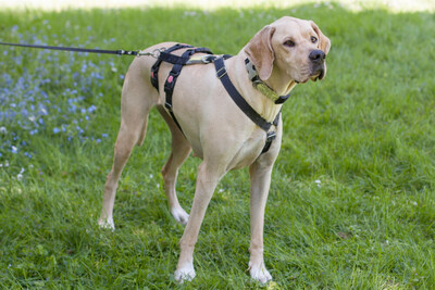 Paloa, Pointer - Rüde