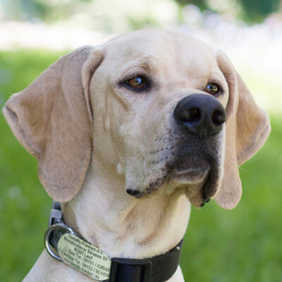 Paloa, Pointer - Rüde
