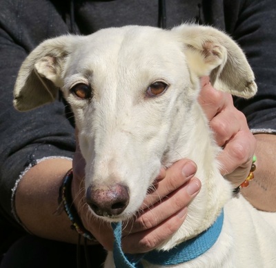 Paloma, Galgo Español - Hündin