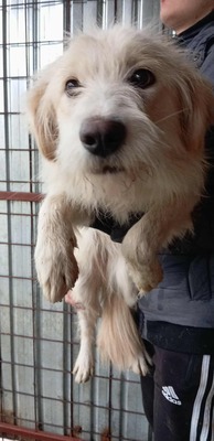 Pam – zu sanft für den lauten Zwinger