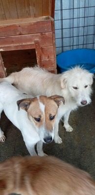 Pam – zu sanft für den lauten Zwinger, Mischling - Hündin