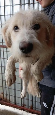 Pam – zu sanft für den lauten Zwinger, Mischling - Hündin