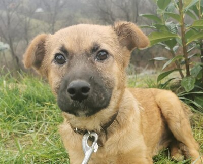 Pamacs, Mischling Welpen - Hündin