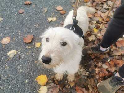 Pamacs, niedlicher Rüde - 2 Jahre/30cm/10kg, Mischling - Rüde