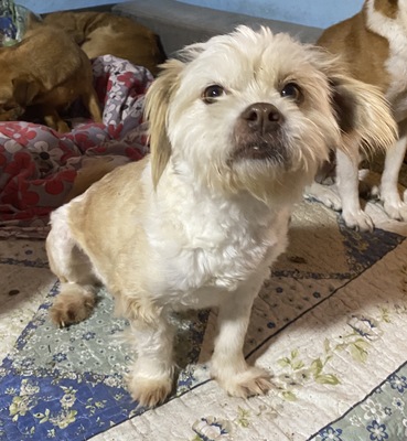 Pamela, Mix - Hündin