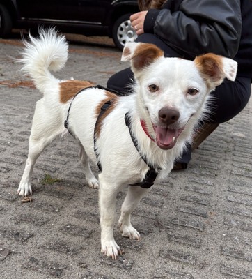 Pamela, Mix - Hündin