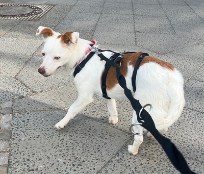 Pamela, Mix - Hündin