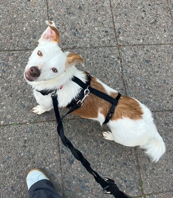 Pamela, Mix - Hündin