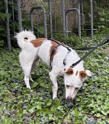 Pamela, Mix - Hündin