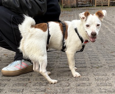 Pamela, Mix - Hündin