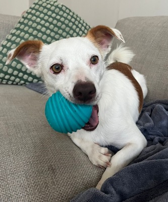 Pamela, Mix - Hündin