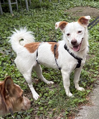 Pamela, Mix - Hündin