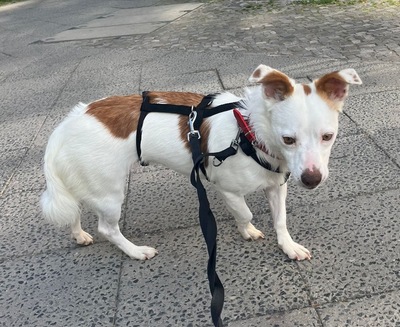 Pamela, Mix - Hündin