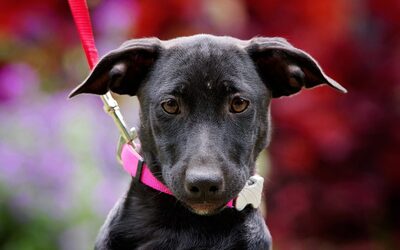 Pamina, Mischling Welpen - Hündin