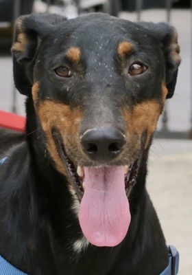 Pancho, Dobermann Mix - Rüde