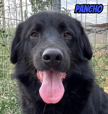 Pancho, Mischling - Rüde