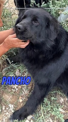 Pancho, Mischling - Rüde