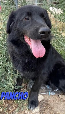 Pancho, Mischling - Rüde