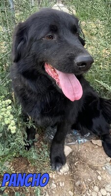 Pancho, Mischling - Rüde