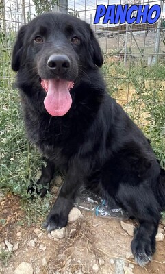 Pancho, Mischling - Rüde