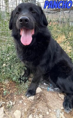 Pancho, Mischling - Rüde